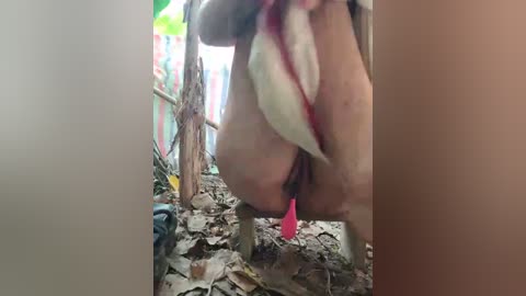 jacintha11 free recording from 